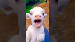 Cute Goat Kid Calling Mama♥️👌 viralshorts kids [upl. by Streetman]