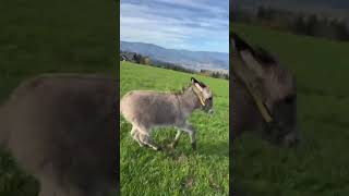 Cute little donkey So cute I love cute and obedient little ones [upl. by Dorrie]