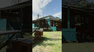 Hawaiian Cottage2 homesteading hawaii remodel nevergiveup [upl. by Jabon]