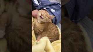 The catdon’t bother mefunny funnycats cat pets funnyvideo [upl. by Ediva395]