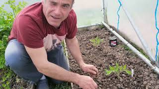 la plantation des tomates en serre [upl. by Ciredec542]