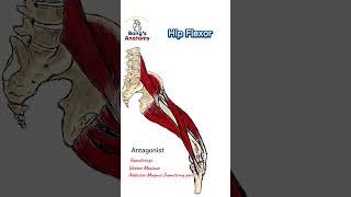 Hip flexor anatomy bones art illustration muscle drawing body hip quads anime [upl. by Steep]