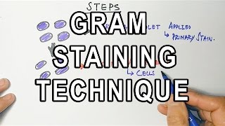 Gram Staining  Mechanism amp Procedure [upl. by Steward]