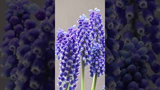 Grape Hyacinth Timelapse 30 Days in 30 Seconds shorts timelapse [upl. by Zsolway]