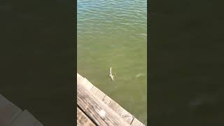 Bonnethead Shark caught in Charleston [upl. by Hobie]