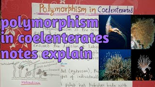 polymorphism in coelenterata or hydrozoa  notes explain [upl. by Fredericka]