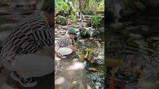 Koi Fish Pond koi nature fishponds outdoorpond freshwaterfish [upl. by Aicemaj964]