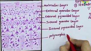 Histology of Cerebral Cortex [upl. by Ellynn]