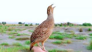 Teetar ki awaaz  Teetar voice  gray francolin teetar sound  Female teetar awaz [upl. by Adnawyek]