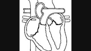 The Heart Electrical Mechanical and EKG [upl. by Einnal449]