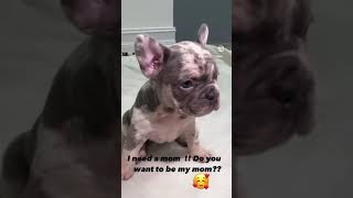 Frenchbulldog funnybabydoglove funny 🥰 [upl. by Braunstein]