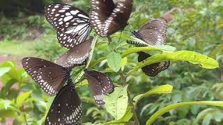 Male Crows And Glassy Tiger Butterfly On Crotalaria Plant Species [upl. by Colline799]