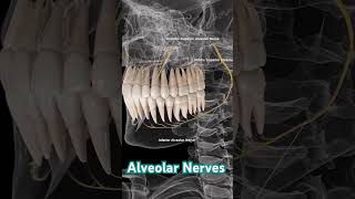 Alveolar Nerves Supply indradentalvlogs nerves shortsinferioralveolarnerve [upl. by Grantland799]