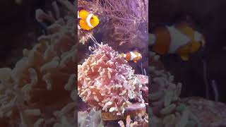 Amphiprion ocellaris facts [upl. by Mei]