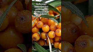 Unlocking the Secrets of Sea Buckthorn A Superfood Wonder [upl. by Schnurr]