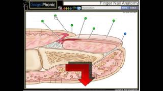 Anatomie eines Fingernagel Nagelhaut Nagelbett Nagelplatte hyponychium Nagelmatrix [upl. by Fitton515]