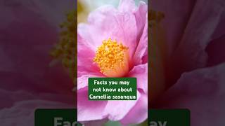 Facts you may not know about Camellia sasanqua RHS [upl. by Yatnahc]