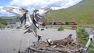 Iriss Mate Named quotFinneganquot Male Drops By With Fish At Hellgate Osprey Nest – May 21 2024 [upl. by Gerty]