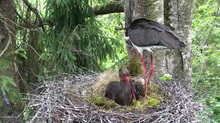 Black Stork Nest 2 Jan and Janika 2021 [upl. by Jeremy]