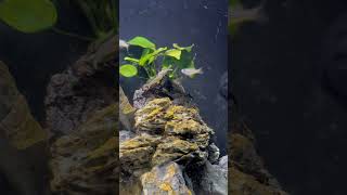 Forktail Rainbow Pseudomugil furcatus Males Sparring natureaquarium fishtank rainbowfish fish [upl. by Sadick]