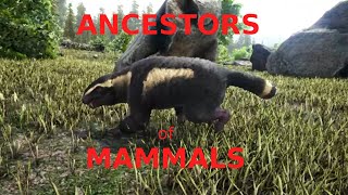 Ancestors of Mammals [upl. by Wardlaw]