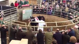 Farmers Guardian Suckled calf champion selling at Sedgemoor [upl. by Honor]