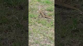 Hanging out with a Goanna [upl. by Assillam]