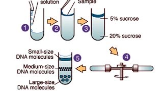 Centrifugation [upl. by Haidadej]