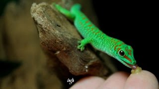 Phelsuma Grandis [upl. by Koffman]