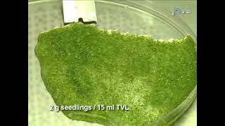 Protoplast Isolation from 14dayold Arabidopsis thaliana Seedling Tissues [upl. by Gunner40]