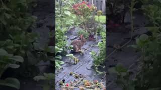 Eastern Cottontail In The Garden wildrabbits [upl. by Rusell690]