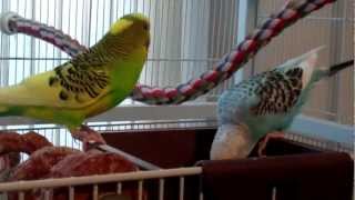 Train Parrots to Eat Veggies Fast and Easy [upl. by Anitahs997]