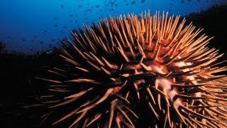 CROWN OF THORNS STARFISH Monster From the Shallows TRAILER [upl. by Amelus]