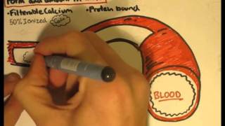 Bone Homeostasis Calcium and Phosphorus Part I [upl. by Ezar]