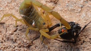 Scorpion Catching Stinging And Preying On Black Widow WarningMay be disturbing to some viewers [upl. by Nicolau]