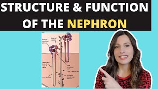 Structure of the NEPHRON Alevel Biology Ultrafiltration and selective reabsorption in the kidney [upl. by Elwee]