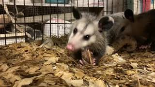 Baby Opossums Eat Venomous Copperhead Snake [upl. by Arielle]