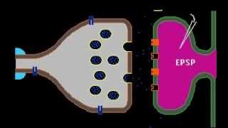Synaptic Transmission [upl. by Niarfe594]