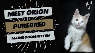 Purebred Maine Coon Kitten  Available for Adoption  Reputable Breeders Near You [upl. by Ocram187]