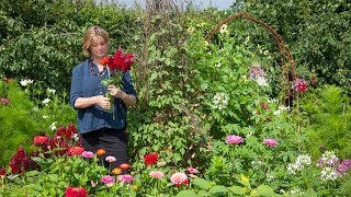 Growing a half hardy annual cutting patch [upl. by Oderfigis272]