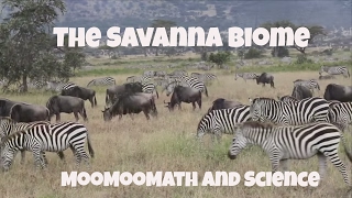 Savanna Grassland Biome Facts [upl. by Eardna100]