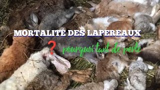 🐰 M0RTALITÉ DES LAPEREAUX  POURQUOI TANT DE PERTE ❓ [upl. by Acirrehs]