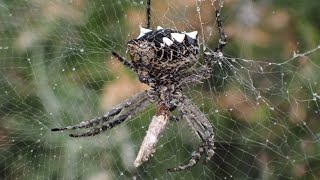 Tropical tent web spider Cyrtophora citricola [upl. by Etem272]