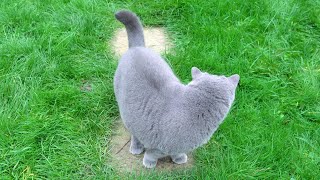 Blue British Shorthair Cat  Taking a Walk [upl. by Sanchez437]