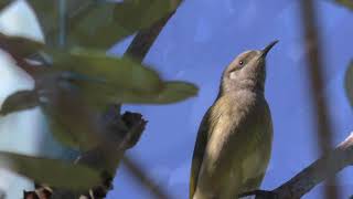 Brown Honeyeater 10 [upl. by Sasnak]