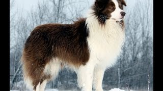 Border Collie Tribute [upl. by Htebazileharas]