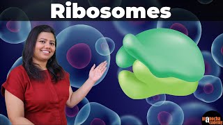 Ribosome Function and Structure [upl. by Delora319]