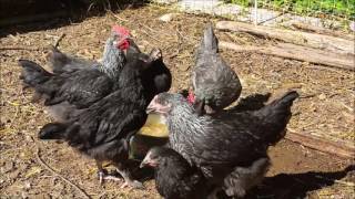 poules de marans 10 semaines [upl. by Scevor]