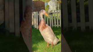 September from my 250 year old cottage garden 🌞🦆 [upl. by Ventura]