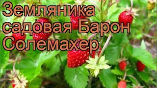 Земляника садовая Барон Солемахер 🌿 обзор как сажать рассада земляники Барон Солемахер [upl. by Enahs]